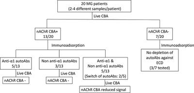 Analysis of nAChR Autoantibodies Against Extracellular Epitopes in MG Patients